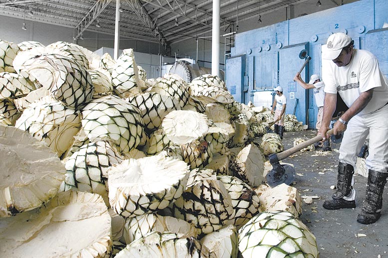 Por toda la región de Tequila, Jalisco, miles de plantas de agave están en proceso de ser sembradas para hacer frente a la demanda adicional.