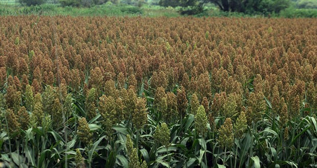 Reynosa estima cosecha de 265 millones de toneladas de sorgo para el próximo mes de junio.