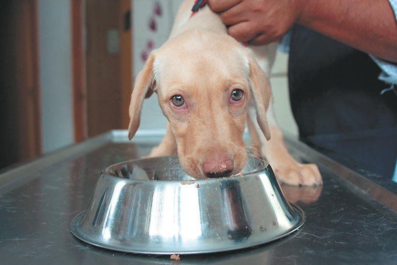 En México se estima que hay más de 20 millones de perros y gatos.