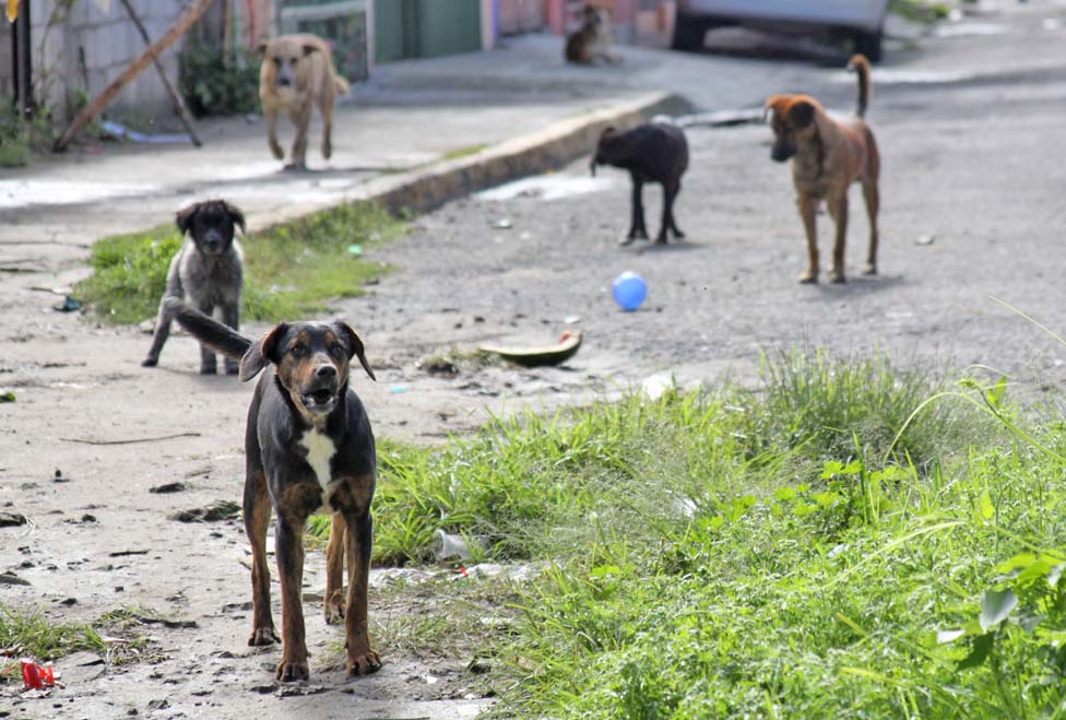 Perros están protegidos por la ley.