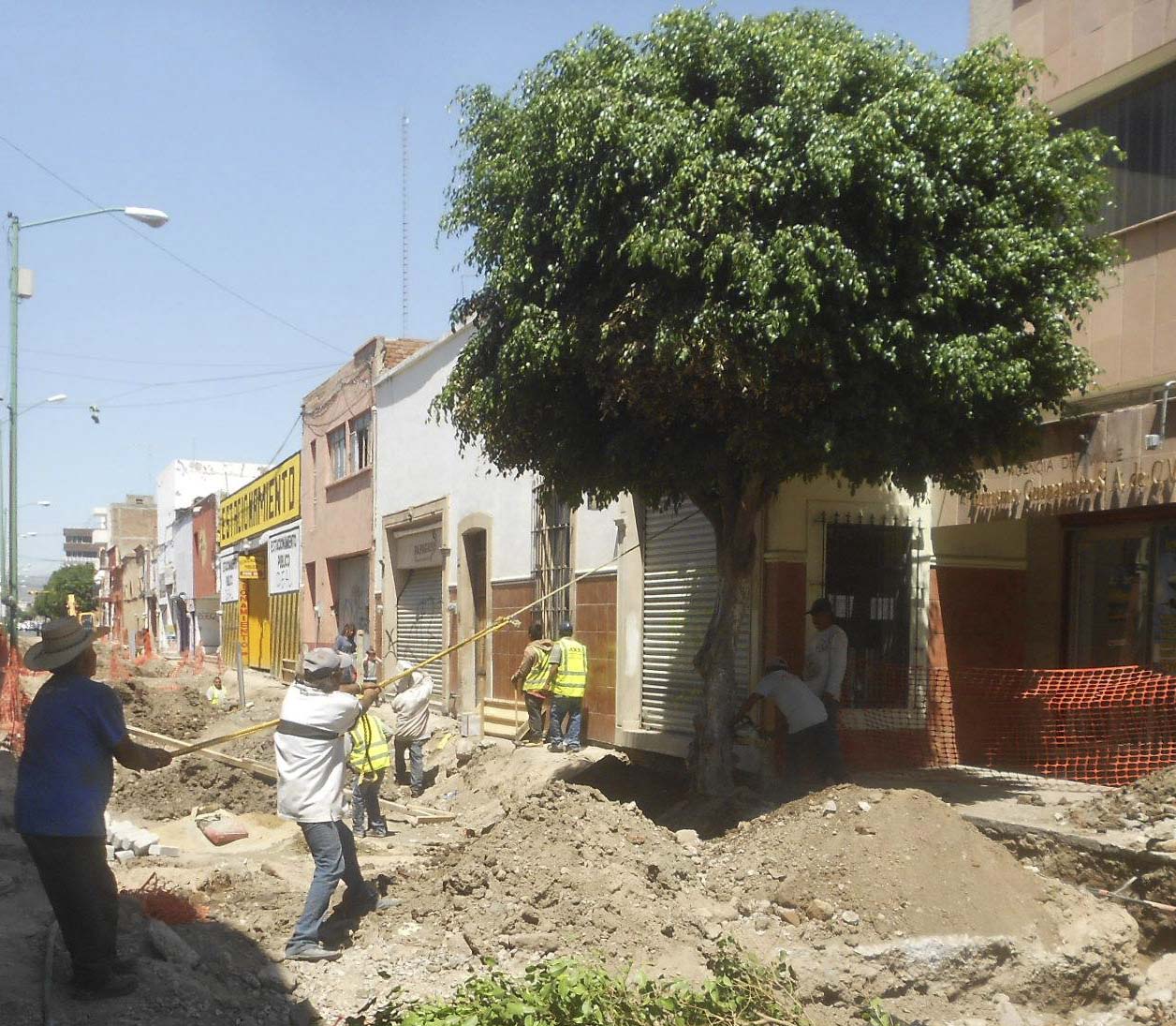 En la secuencia se ve el proceso de derribamiento de los árboles ficus por parte de presuntos trabajadores de la empresa contratista.