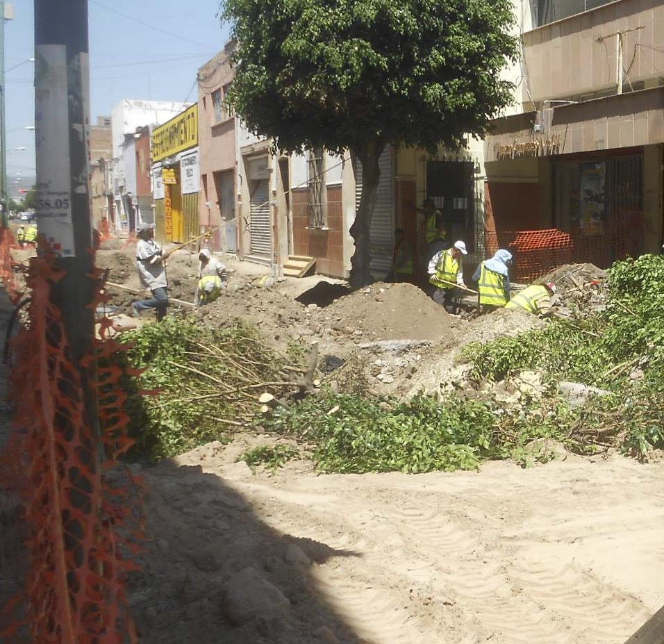 En la secuencia se ve el proceso de derribamiento de los árboles ficus por parte de presuntos trabajadores de la empresa contratista.