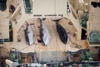 Tres ballenas, en el barco factoría japonés Nisshin Maru
