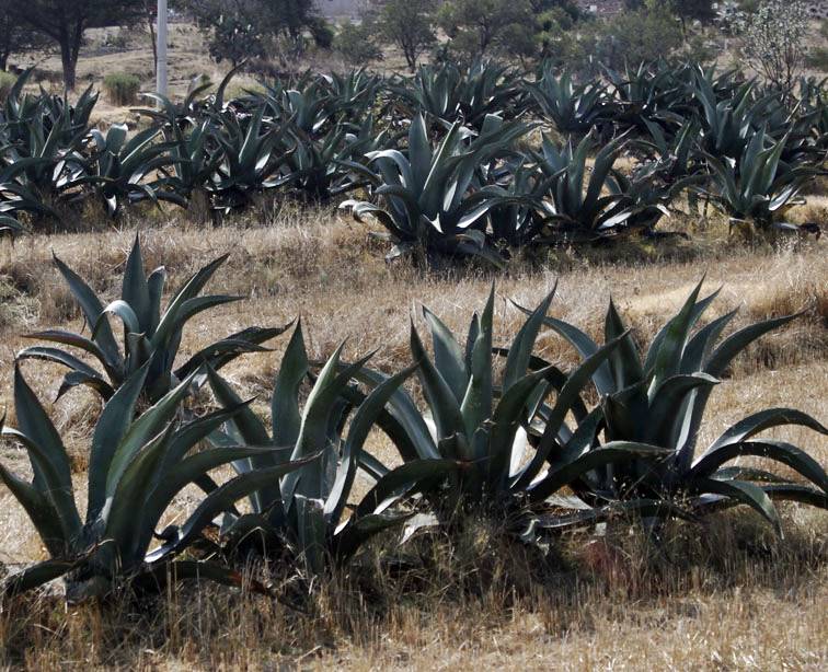 Con una inversión de 3.1 millones de pesos, la Semarnath implementará un programa de producción de maguey en cinco municipios. 