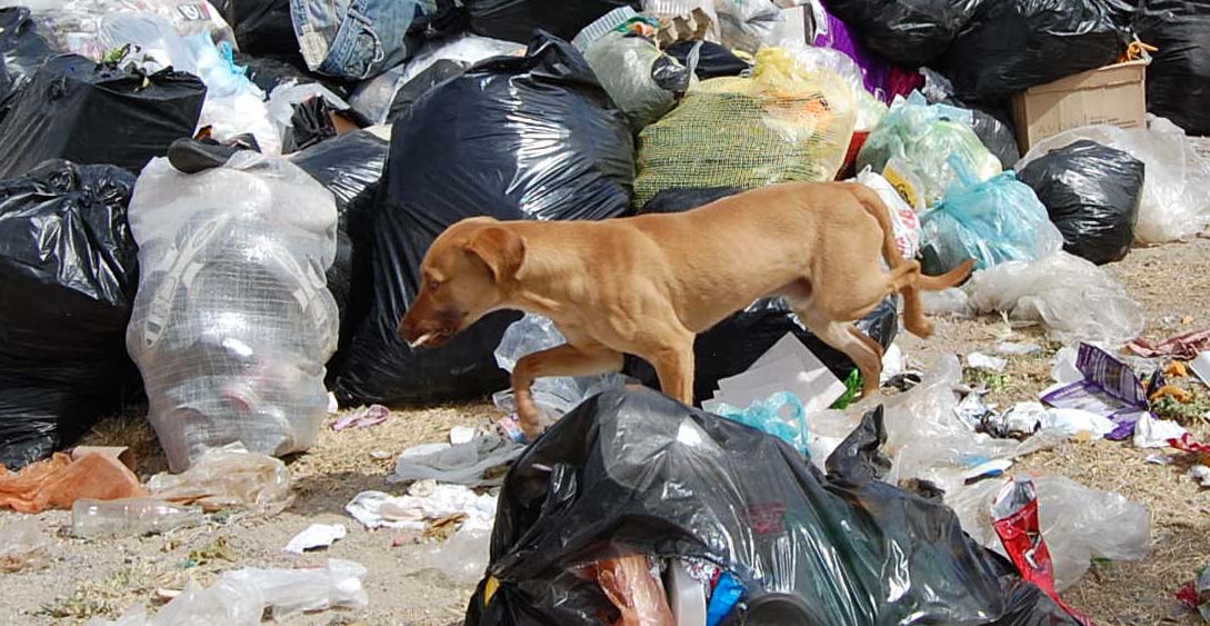 Los perros rompen las bolsas y agravan el problema de la basura.