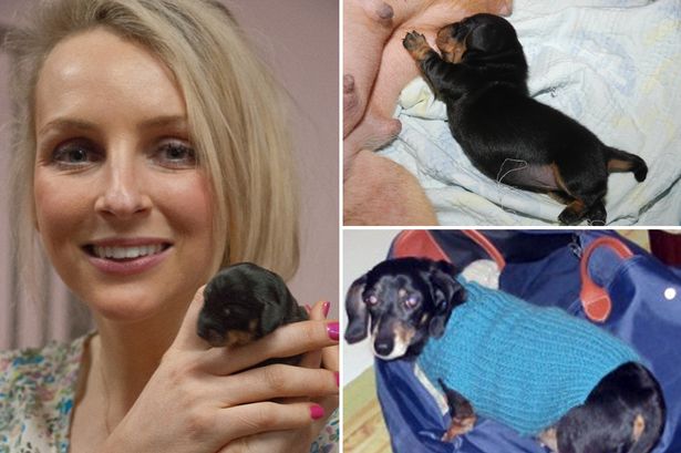 El perro clonado fue nombrado "mini Winnie"; nació el 30 de marzo.