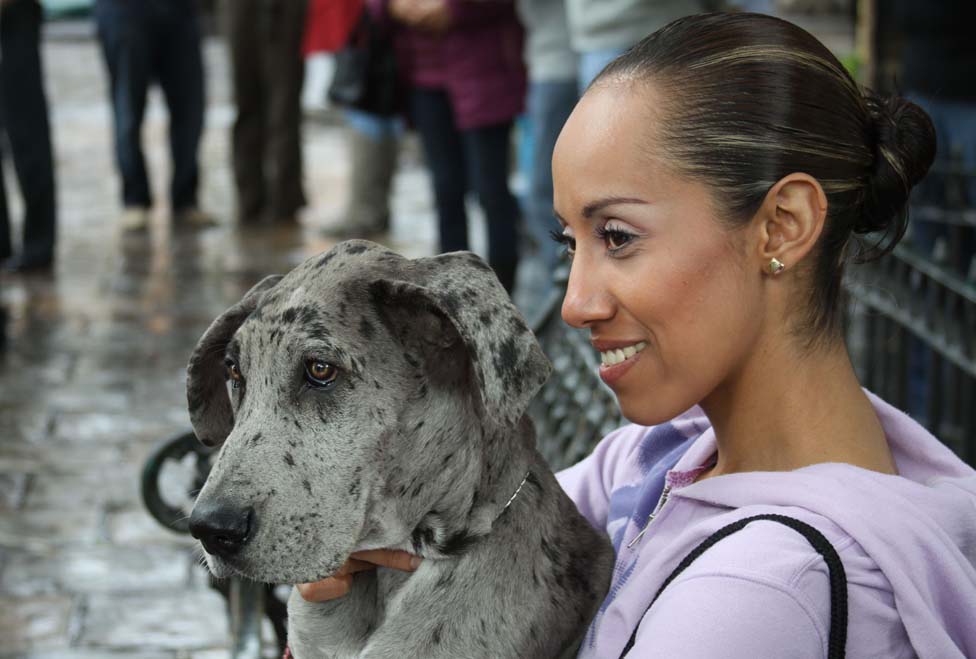Proponen protección a mascotas.