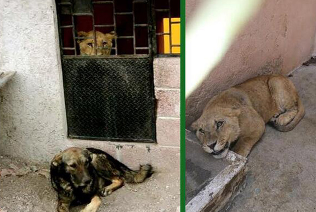 Rescata Propaem a león africano
