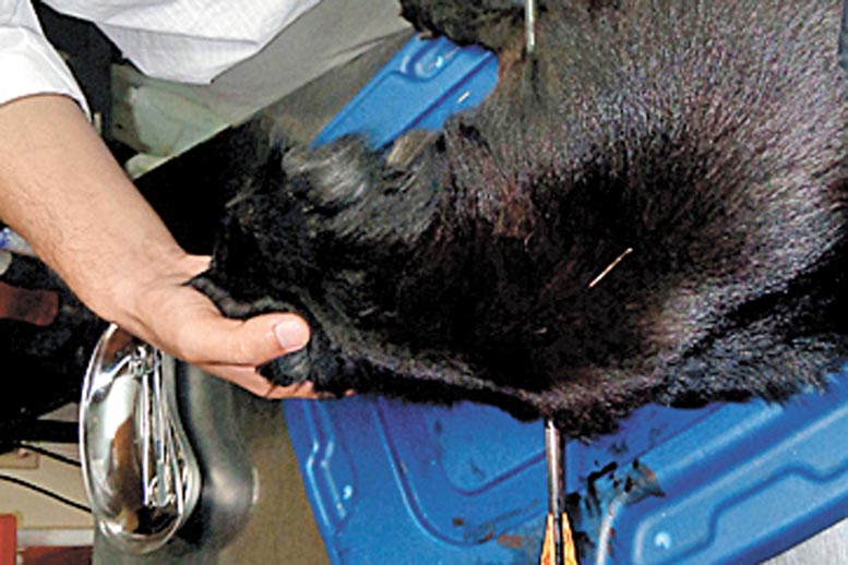 Les disparan con una ballesta.