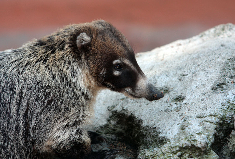 Aspectos del Zoológico de Zacango.