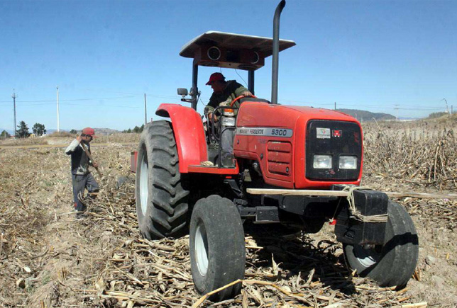 Agricultura, campo, maiz