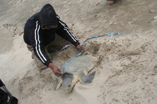 Personal de la Semarnat desplegará un operativo de vigilancia ante la arribazón de la tortuga lora a costas de Altamira.