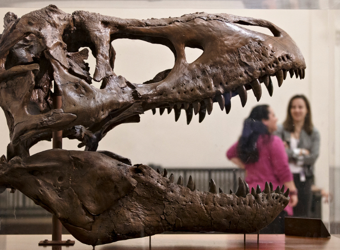 la paleontología es el estudio de los fósiles