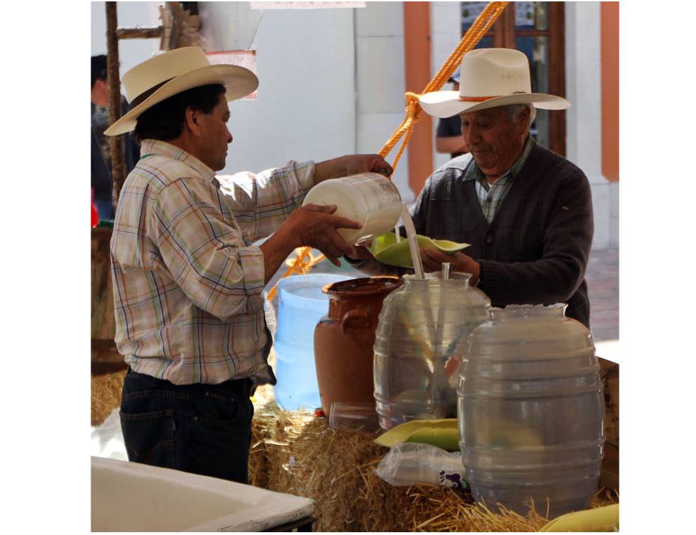 Productores temerosos de sembrar maguey por la baja demanda. 