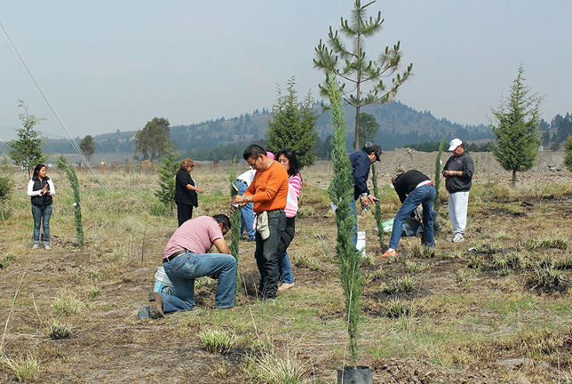 reforestación, cuidado de la tierra, medio ambiente