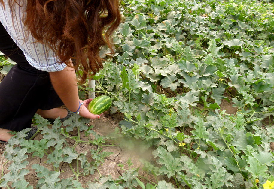 Para el mes de mayo se espera la primer cosecha de esta fruta mediante este proceso.