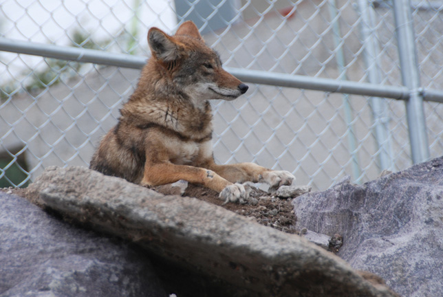 Animales del Parque Ecológico Ehécatl