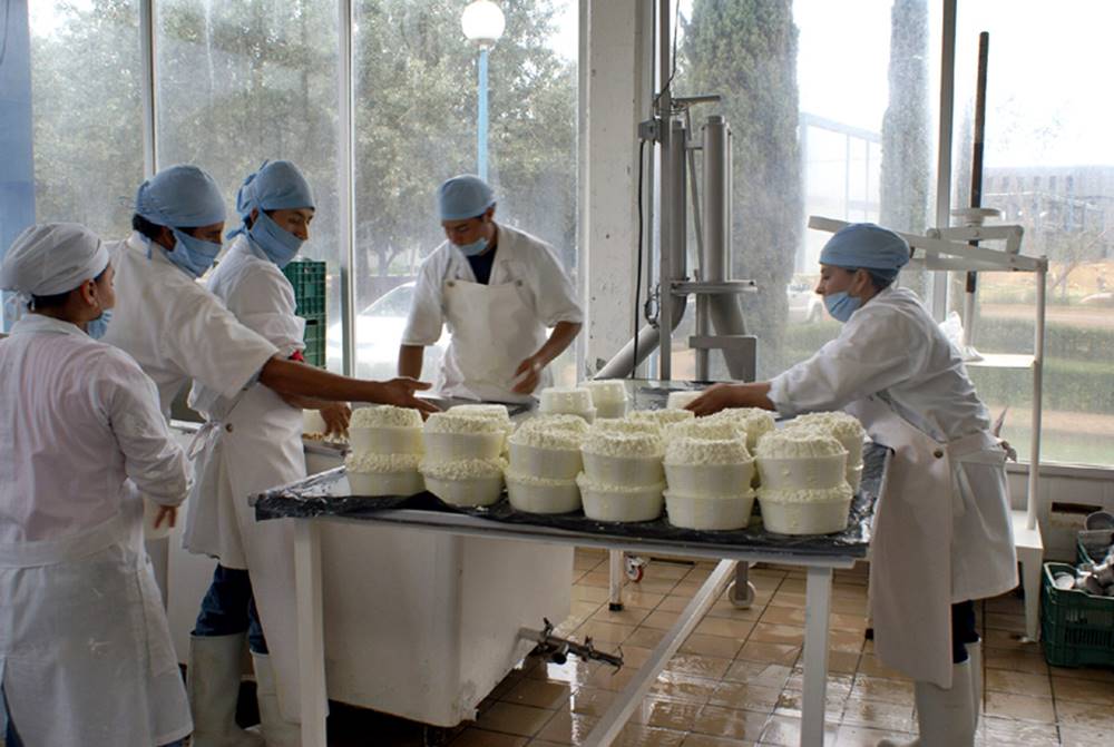 En la demarcación ser procesan 500 mil litros de leche al día. 