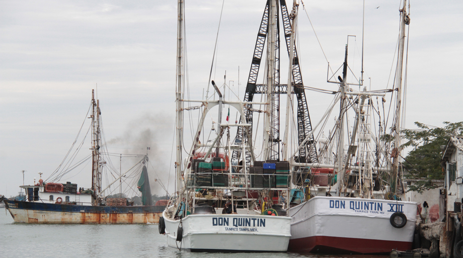  El 55 por ciento de la flota camaronera del Golfo de México ha desaparecido en ocho años. Se espera que en agosto cuando se levante la veda del camar