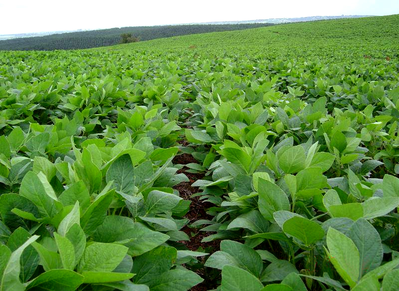 Plantío de soya