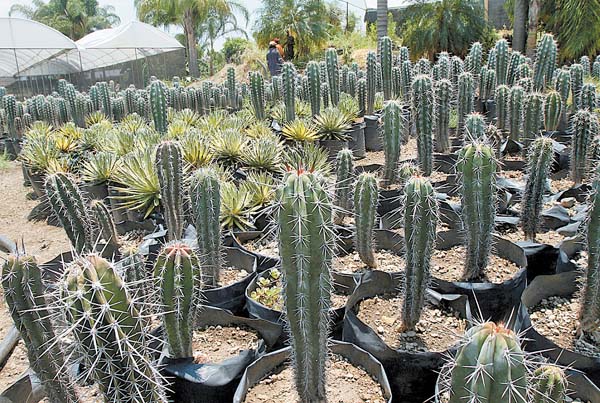 Cactus sembrados en el vivero de Morelos.