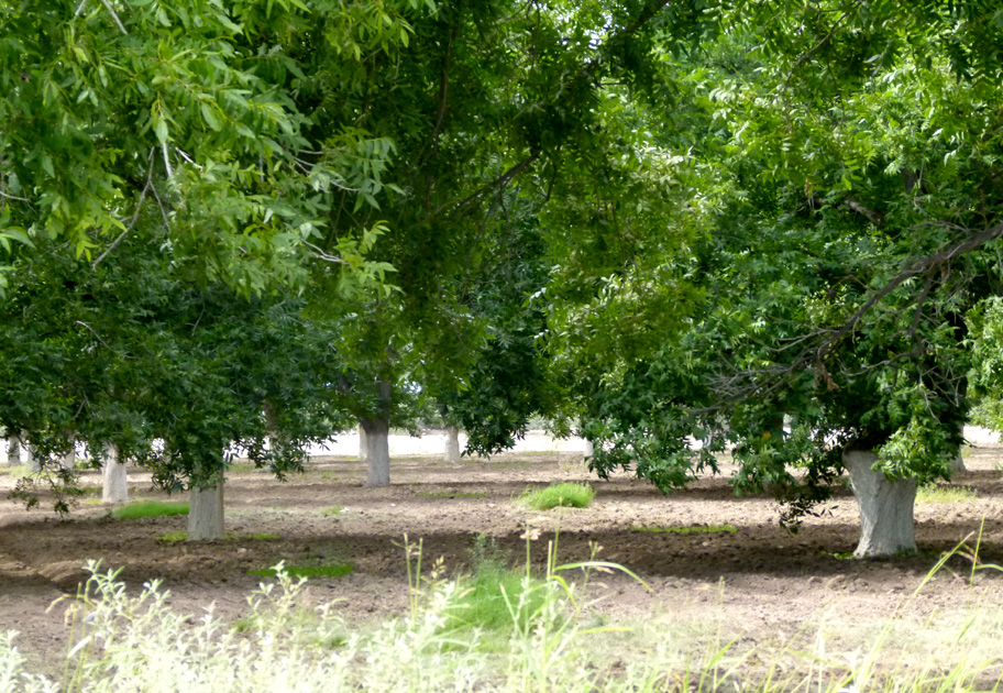 Las nogaleras son comunes con las propiedades del suelo lagunero.