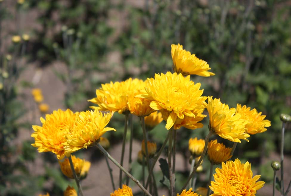 Garantizan abasto de flores y plantas ornamentales.
