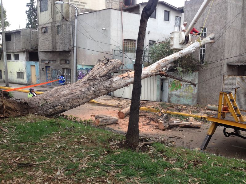 El árbol cayó en el número 80 de la calle Geógrafos en la delegación Iztapalapa.