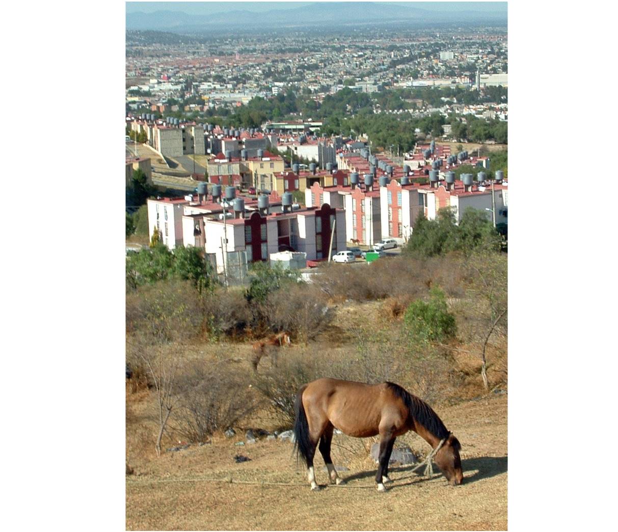 Los bosque y árboles de las ciudades enfrentan presiones intensas. 