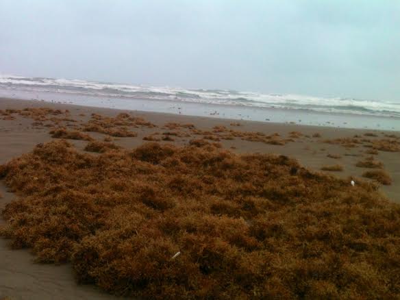 Sargazo en la orilla de las playas en Tuxpan 