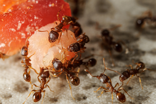 Los insectos pueden deshacerse de residuos orgánicos, el estiércol de cerdo o las ensaladas caducadas de los supermercados pueden servir como un sustr