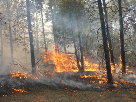 Del 8 al 14 de mayo se combatieron 33 incendios en las zonas serranas. 