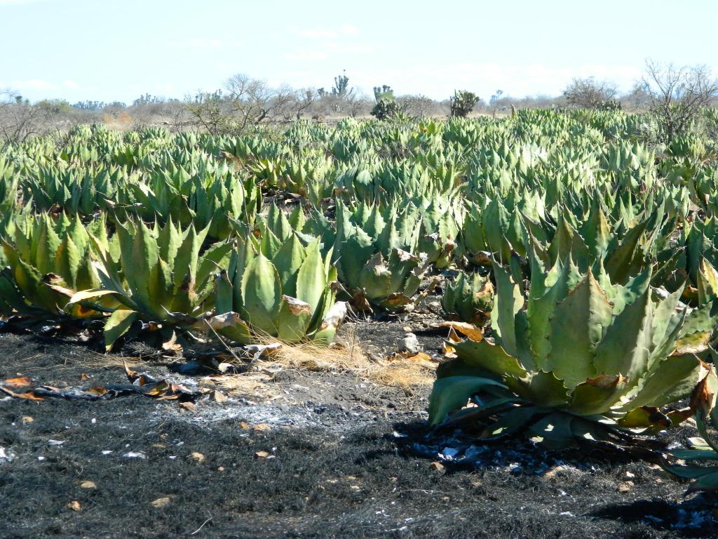 Dentro de la reserva de la biósfera se presentaron en la temporada de sequía ocho incendios.