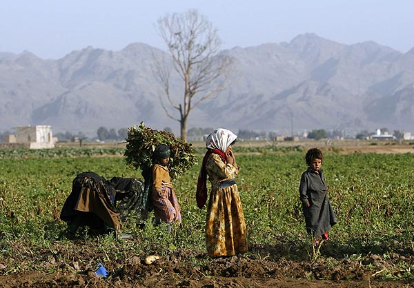 Niños realizan tareas agrícolas en Yemen