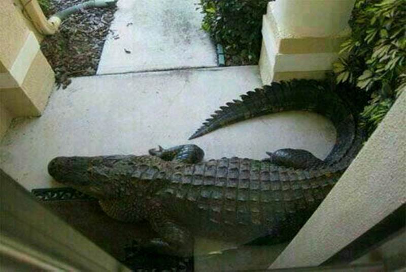 Cocodrilos se salen