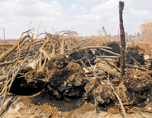 Las autoridades ambientales confirmaron la afectación de árboles en el municipio yucateco. 
