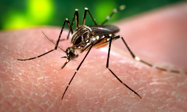 El dengue preocupa a los países vecinos a Brasil