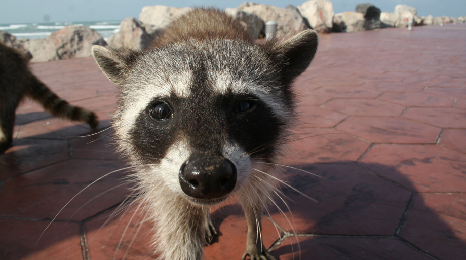 En las escolleras de playa Miramar una asociación civil enfocada a la conservación de los mapaches informó sobre la fala de 70 especies, ya que apenas