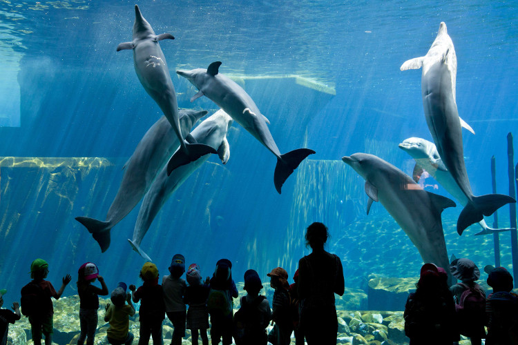 Los niños miran a los delfines en el delfinario en Nuremberg.