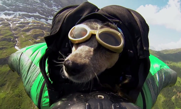 La perrita acompañó a su amo en un salto de base en Suiza.