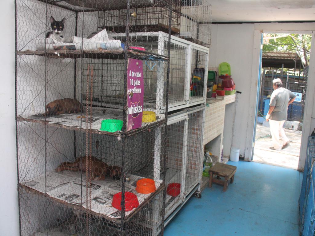 Presidentas de asociaciones protectoras exigen que se castigue el maltrato animal como lo marca la ley.