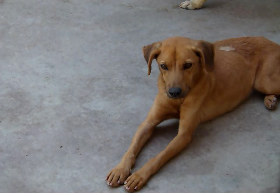 Indispensable no medicar a los animales con dosis de humanos.