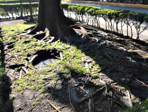 Algunos árboles en Masaryk, en Polanco, han sido afectados por la infraestructura urbana.