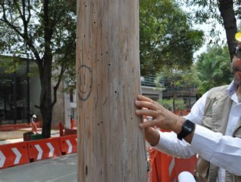 Plagas y problemas bacteriales han afectado árboles en la avenida Presidente Masaryk, en Polanco, por lo que algunos tendrán que ser derribados y otro