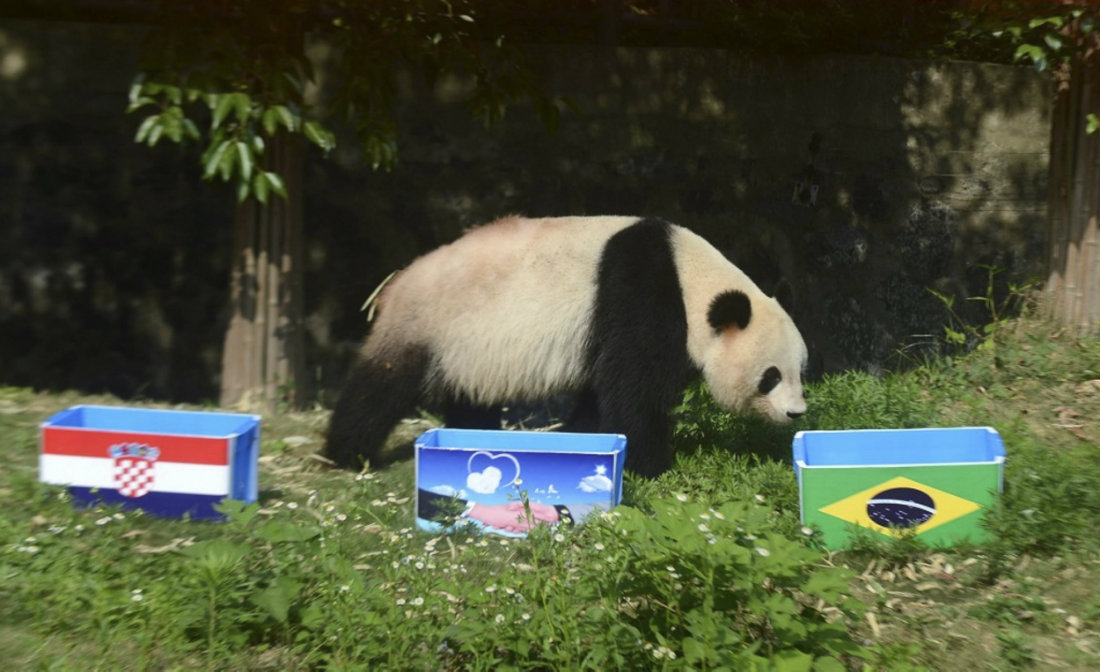 Osos pandas adivinan resultados del Mundial 
