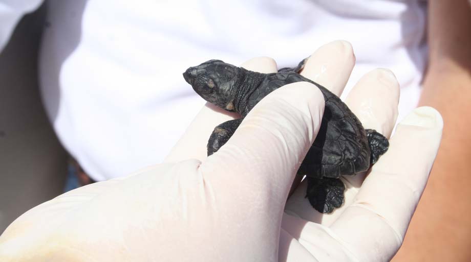 La Comisión Nacional de Áreas Naturales Protegidas (CONANP) reportó que se han intentado robar los huevos de tortuga lora para consumo humano en los s