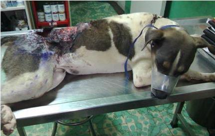 Queman a perro con aceite hirviendo en Altamira 