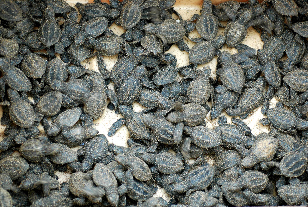Tan sólo el año pasado fueron liberadas más de 36 mil 700 tortuguitas en su playa.