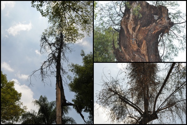 Esta plaga, conocida como muérdago, invade el follaje del árbol y se come sus nutrientes, permitiendo que hongos, bacterias e insectos maten al árbol.