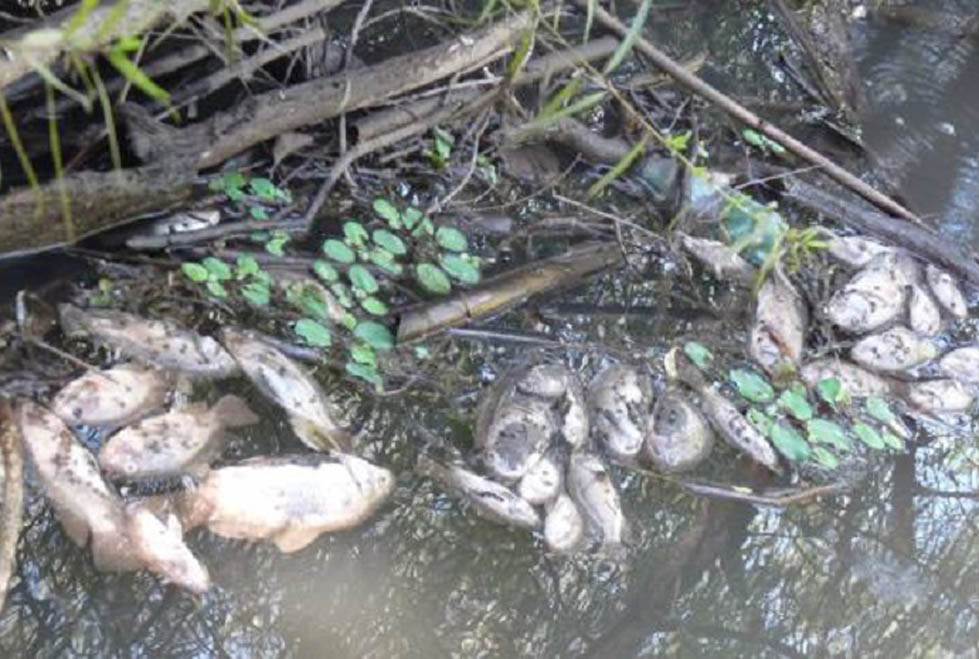 Informe de la Junta Intermunicipal del Río Ayuquila registró la muerte de peces